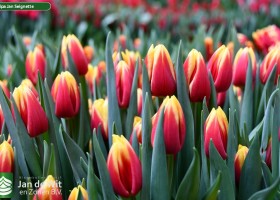 Tulipa Jan Seignette ® (2)
